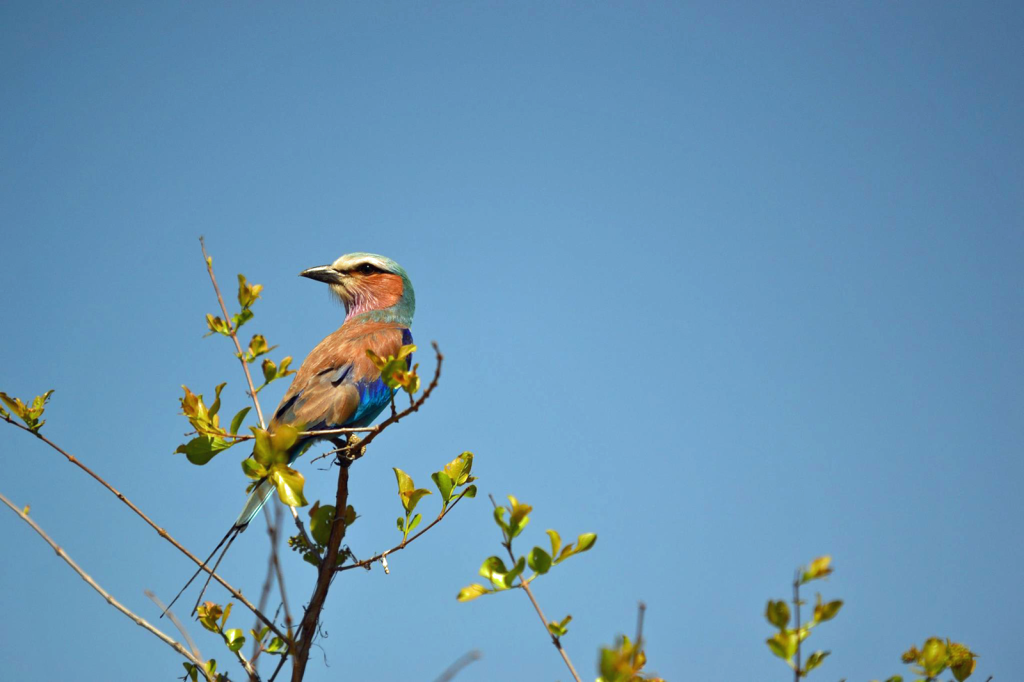 Lilac-breasted roller