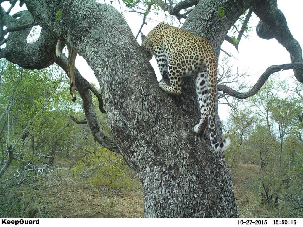  Gotcha! Leopard climbs a tree where impala is stashed