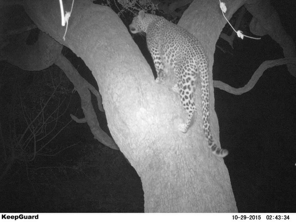 And again... midnight feast for the leopard!