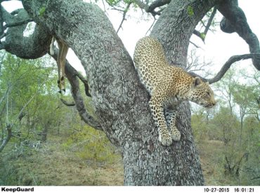 What do a leopard, a slender mongoose, and a lion have in common? Well, in this case, they were all caught on our hidden camera traps in the Klaserie! Africa on Foot guests headed out on safari and came across a partially eaten impala carcass dangling from the branches of a tree – typical leopard […]