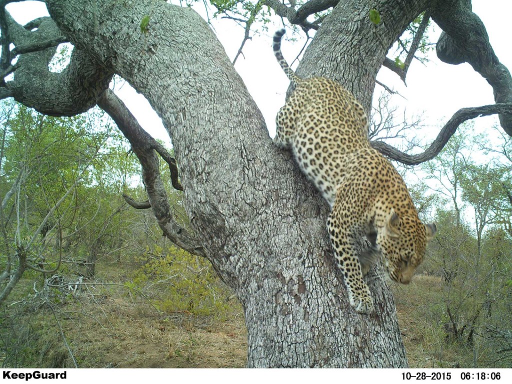 Next day, leopard still with kill