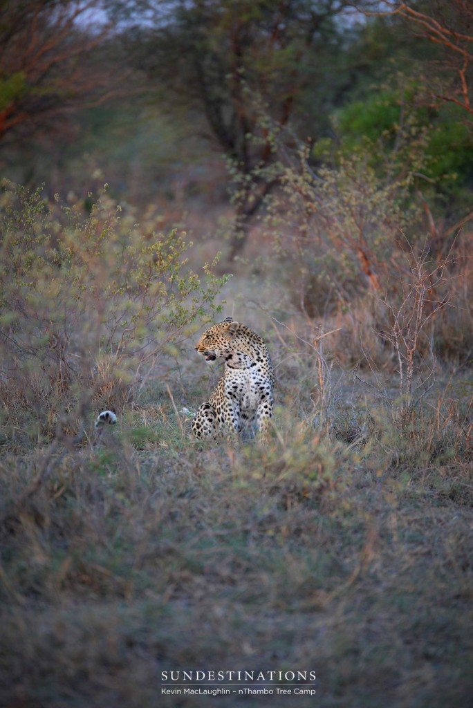 Portrait of leopard, Rhulani