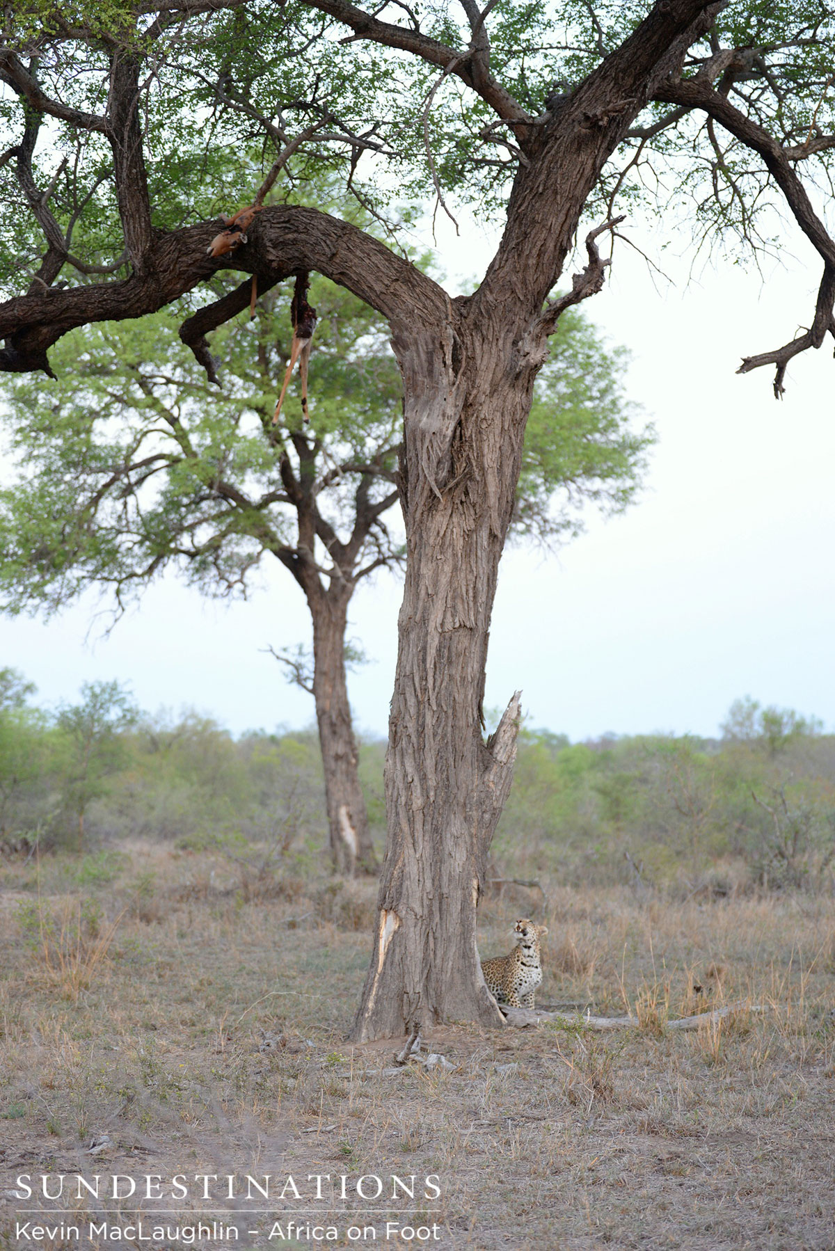 Leopard Kills Impala