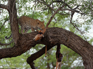 “While we were out game drive we noticed an abandoned leopard kill nestled in the fork of the tree. In that moment we knew that our rosette patterned cats would re-appear to continue their feast. It was just a matter of time. We had no idea which of our leopards made the kill, but we […]