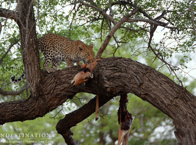 A Leopardess, a Cub and a Kill