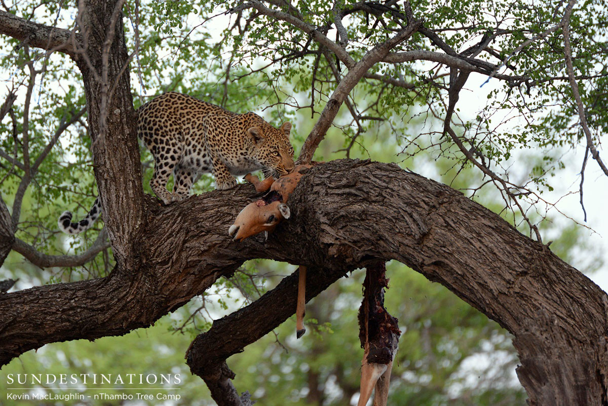 Leopard & Cub on Kill