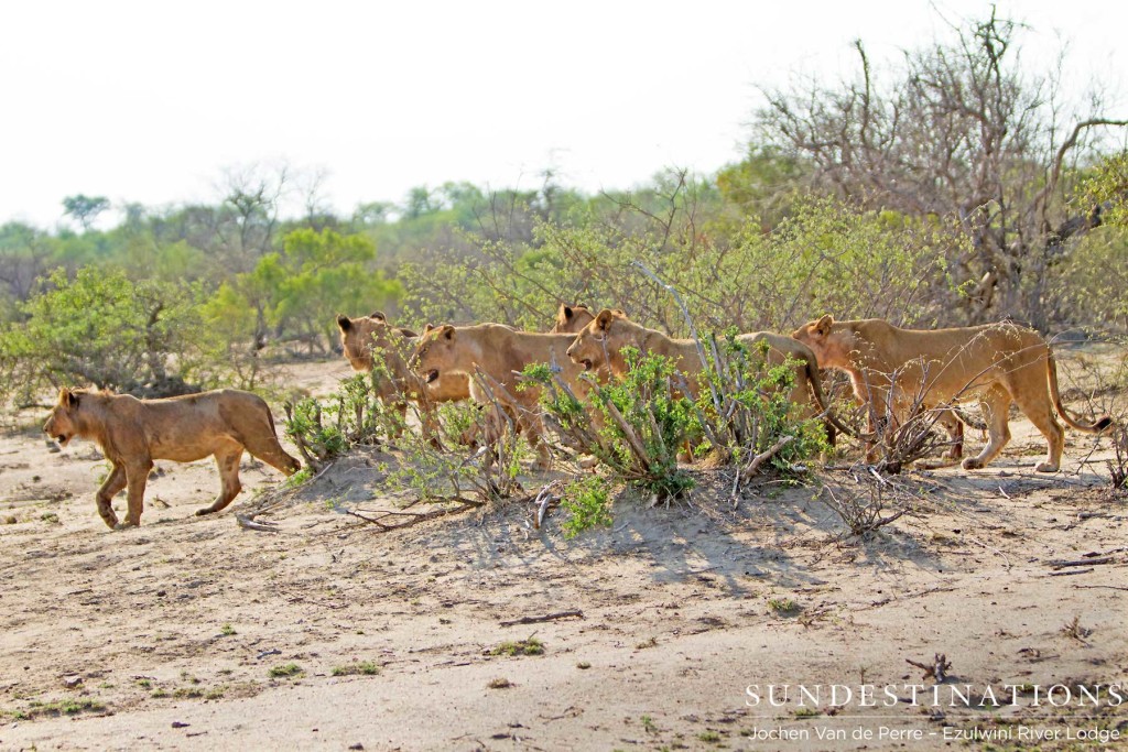 Olifants West lions at Ezulwini