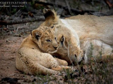 There’s been a short silence after a celebratory overload of lion cub updates involving our first sighting of the two little males, the gut-wrenching moment one almost got trampled by a buffalo, their worrying separation from their mother, the oh-so-cute display they put on playing with a lioness’ tail, and then the first time we spotted […]