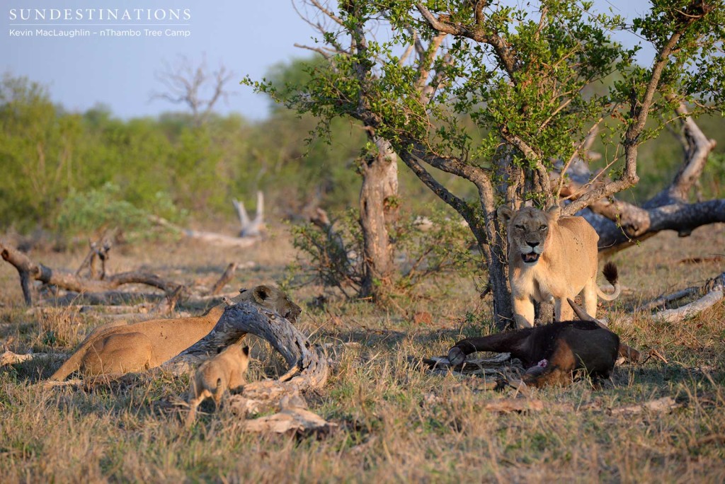 Lionesses and cubs at kill site