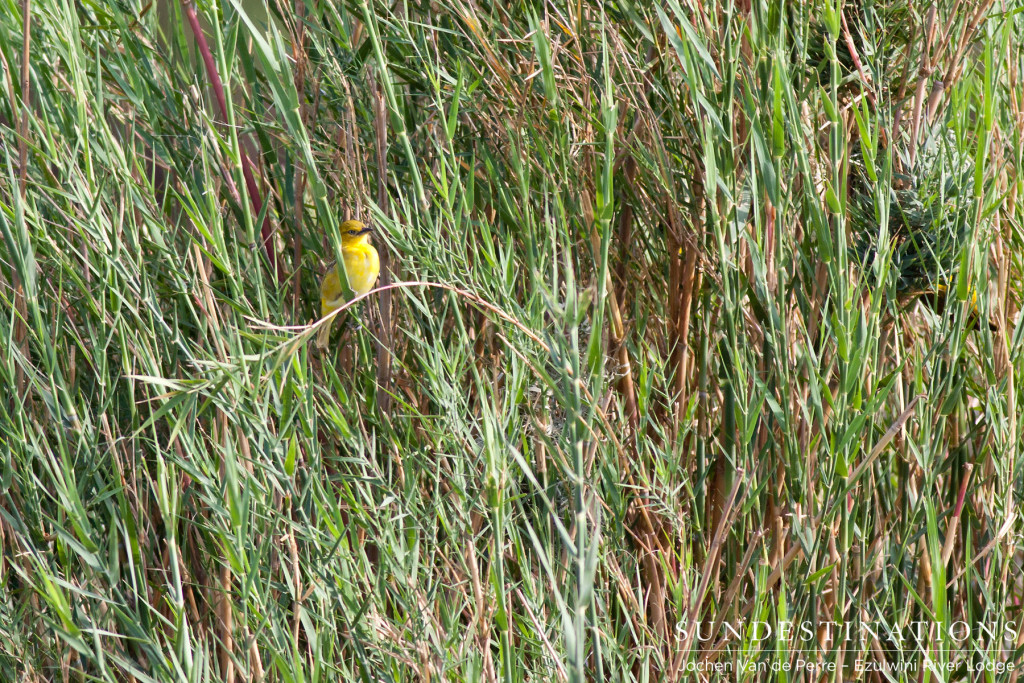 Female southern-masked weaver swaying in the reeds