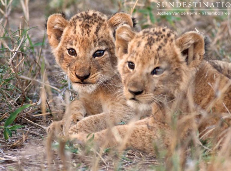 Hercules Pride kills the Ross Breakaway lion cubs