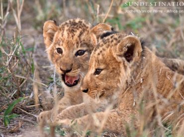 Just less than a week ago two tawny bundles of fluff bumbled their way out of the thickets and into the open, surprising both guests and rangers. Observing two adorable lion cubs making a cameo appearance was certainly a highlight of the week. Cubs appear to be in good condition and they’re displaying the typical […]