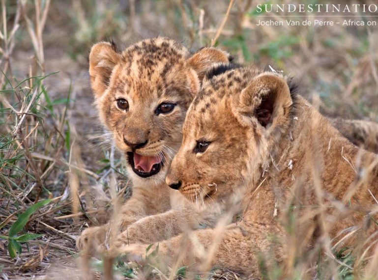 Heartwarming Sighting of Lion Cubs and Porcupettes