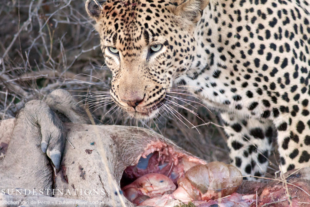 A full meal awaits this patient leopard, Chavaluthu