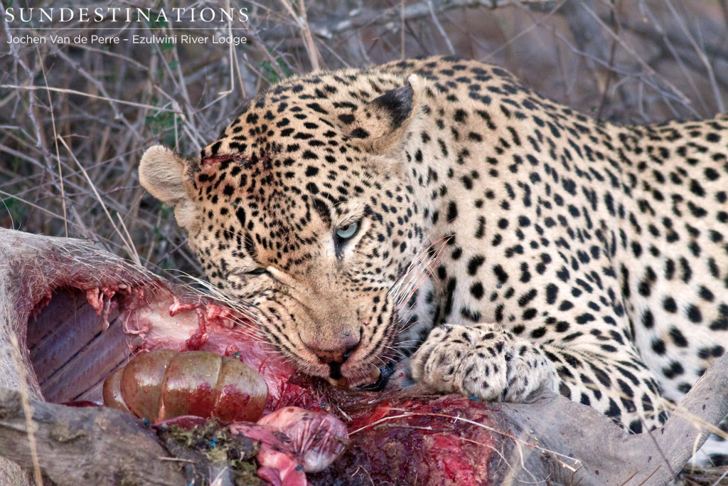 A warthog is a sustainable meal for male leopard, Chavaluthu