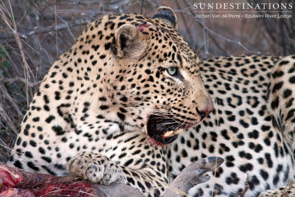 Magnificent leopar, Chavaluthu, meaning 'afraid of nothing'