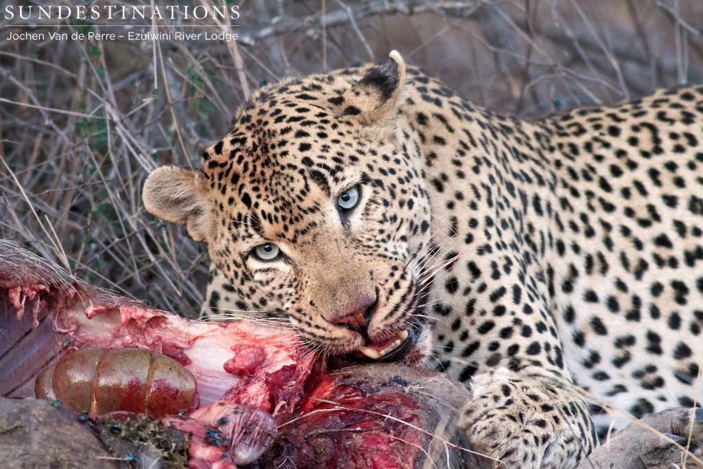 Chavaluthu, blue-eyed leopard