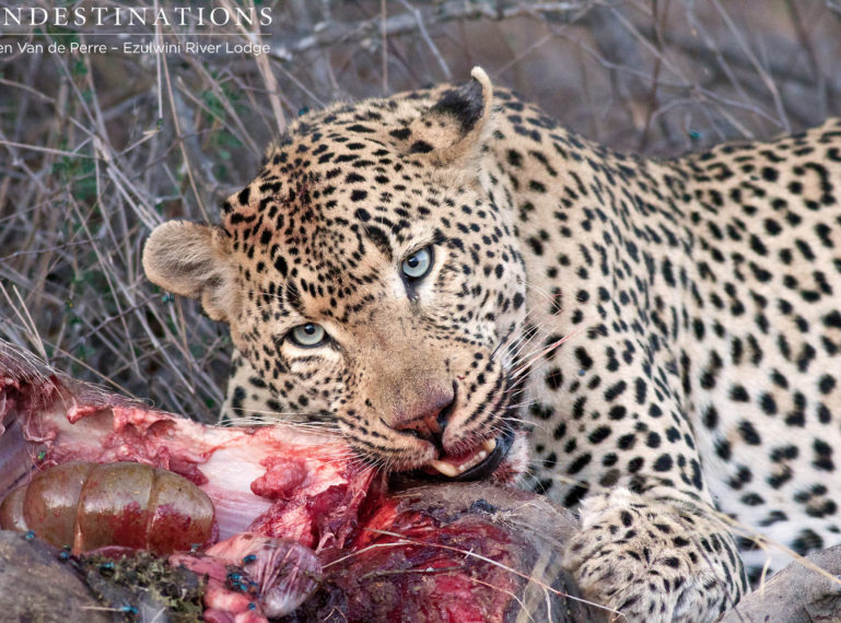 Chavaluthu the leopard kills a warthog at Ezulwini