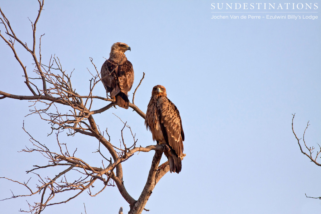 A pair of tawny eagles