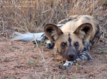 These super-specialised hunting machines go by various names: painted wolves, Cape hunting dogs, and most commonly, African wild dogs. They are also highly endangered. With ears like satellite dishes, these dogs have exceptional hearing and they rely a lot on vocalised communication. They sound nothing like one would expect a dog to sound, as they […]