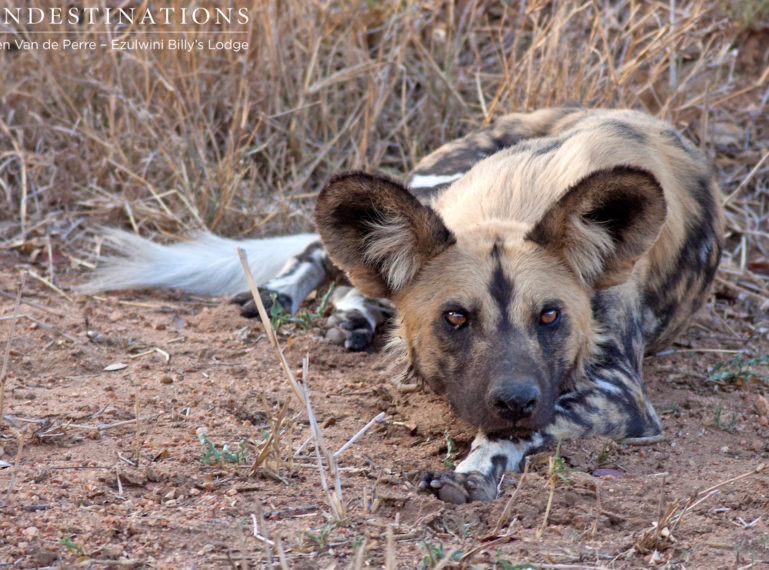Painted wolves at Ezulwini Game Lodges