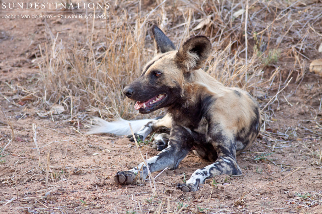 Wild dog taking a break