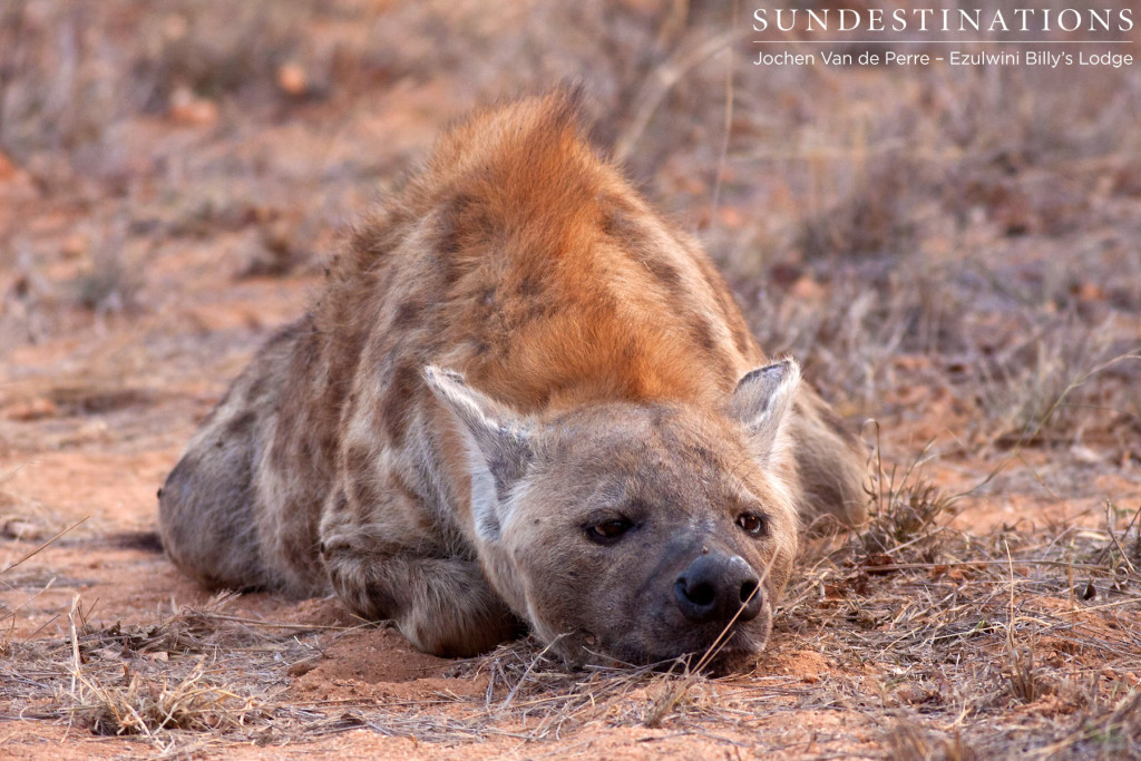 Adult hyena taking a break