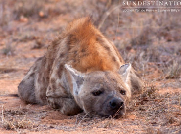 A little less handsome than lions, yet far more entertaining, are these cackling creatures of the bush: spotted hyena. Ezulwini Game Lodges encountered a clan of Crocuta crocuta on game drive in the Balule Nature Reserve – a bunch of adults plus their cute and fluffy cubs. Fondly known as the ‘laughing hyena’ and characterised as such in […]