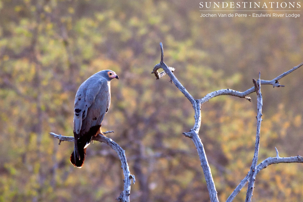 African harrier hawk, aka gymnogene