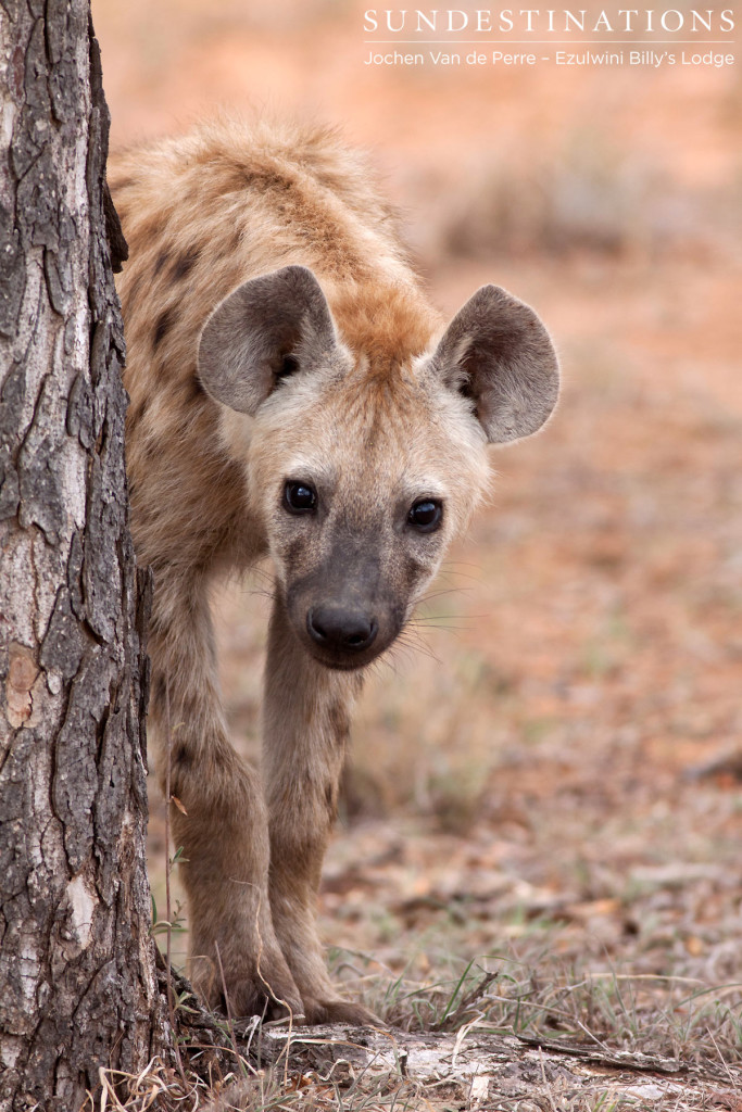 Curious hyena pup