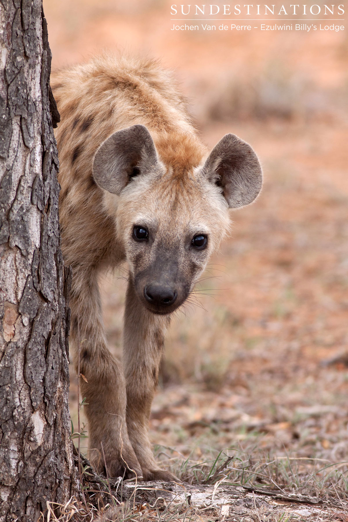 Hyena Lies in Wait