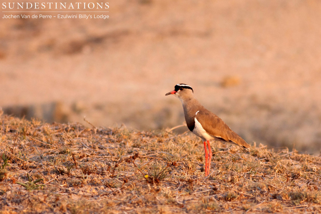Crowned lapwing takes to the ground