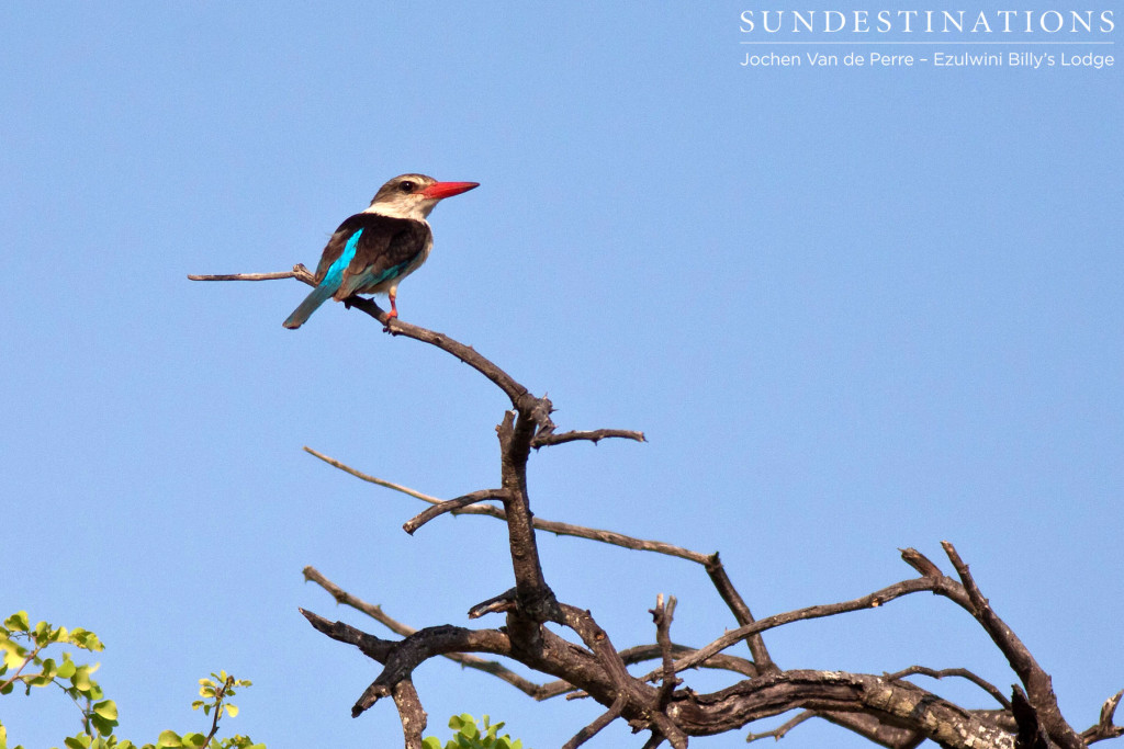 Brown-hooded kingfisher