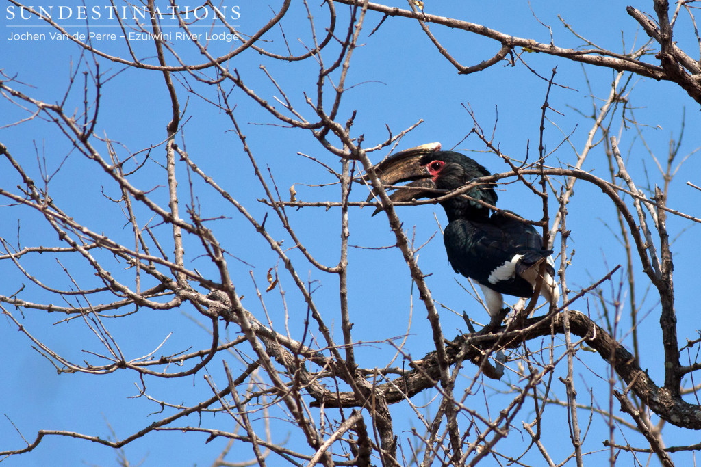 Trumpeter hornbill enjoying the view