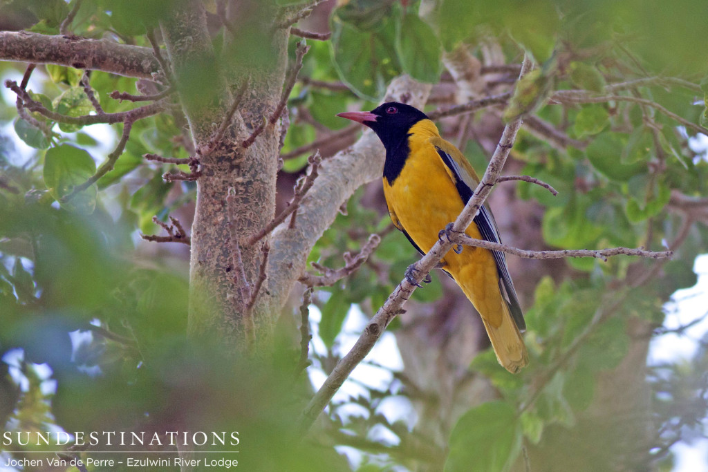 Black-headed oriole