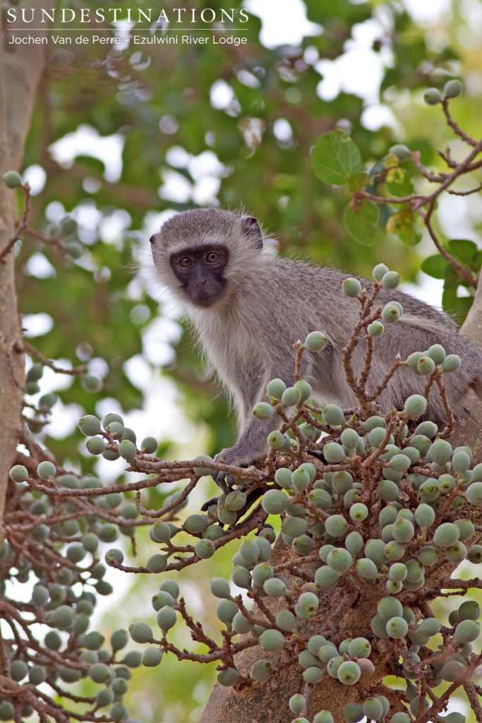 Vervet monkey among the figs