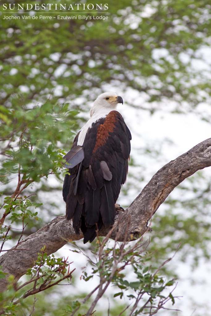 African fish eagle striking a pose