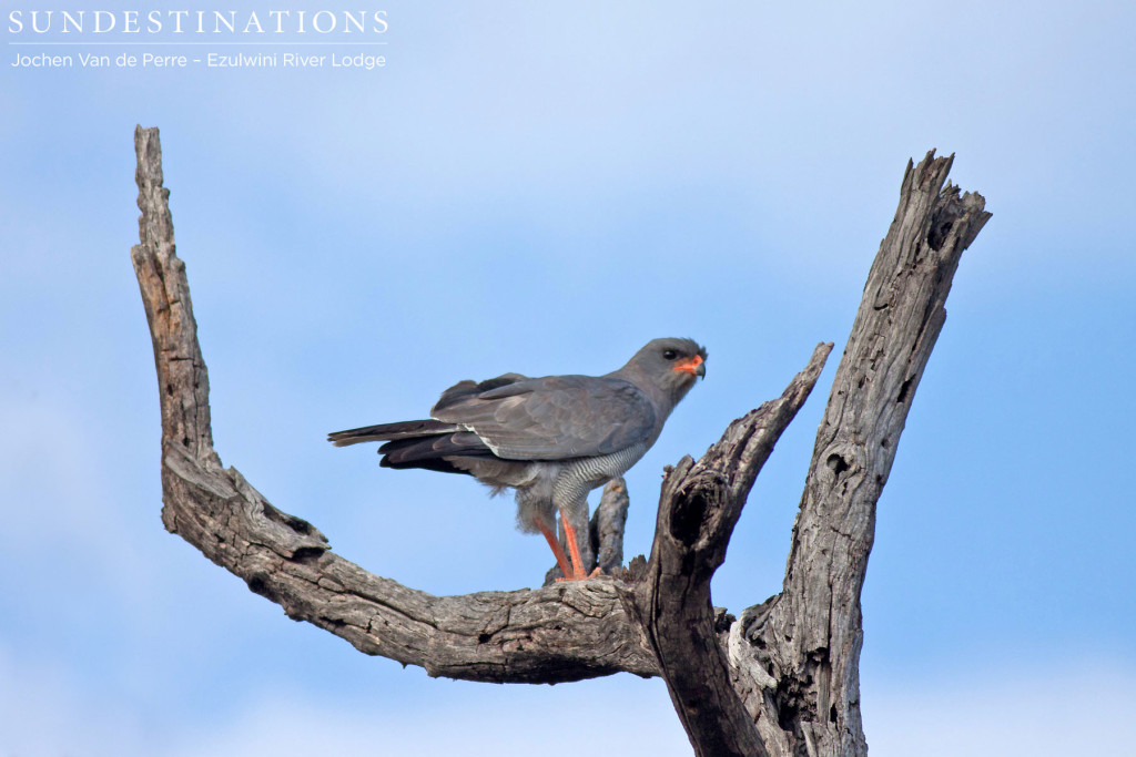 Dark-chanting goshawk ready for take off