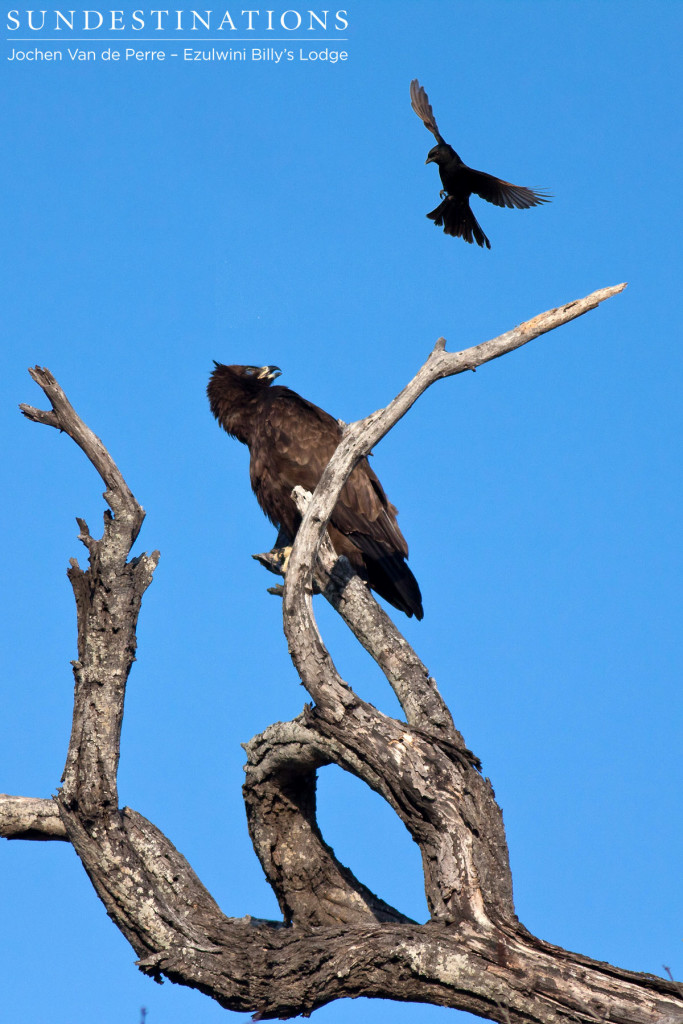 Wahlberg's eagle being mobbed by a fork-tailed drongo
