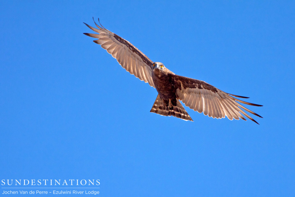 Brown snake eagle in flight