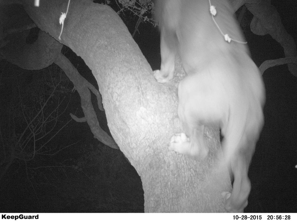 Leopard gone, male lion climbs tree in search of the kill