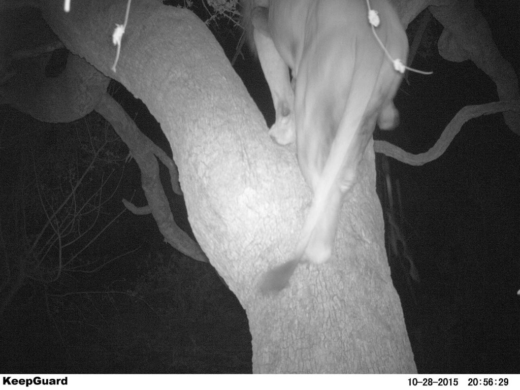 Male lion in the tree to finish off the leopard's kill