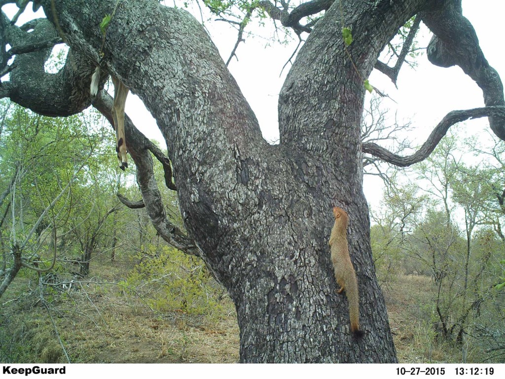 Slender mongoose: first to investigate when leopard is not around