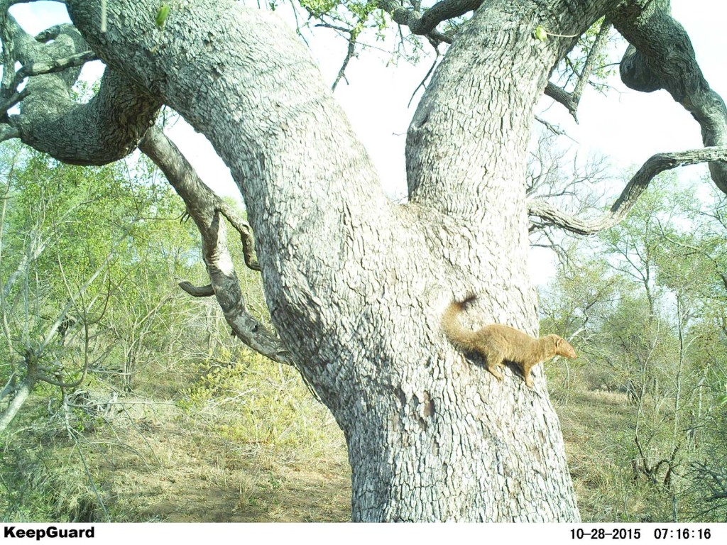 Slender mongoose's second visitation