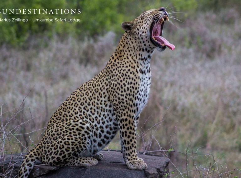 White Dam the Leopardess Visits One of the Rangers