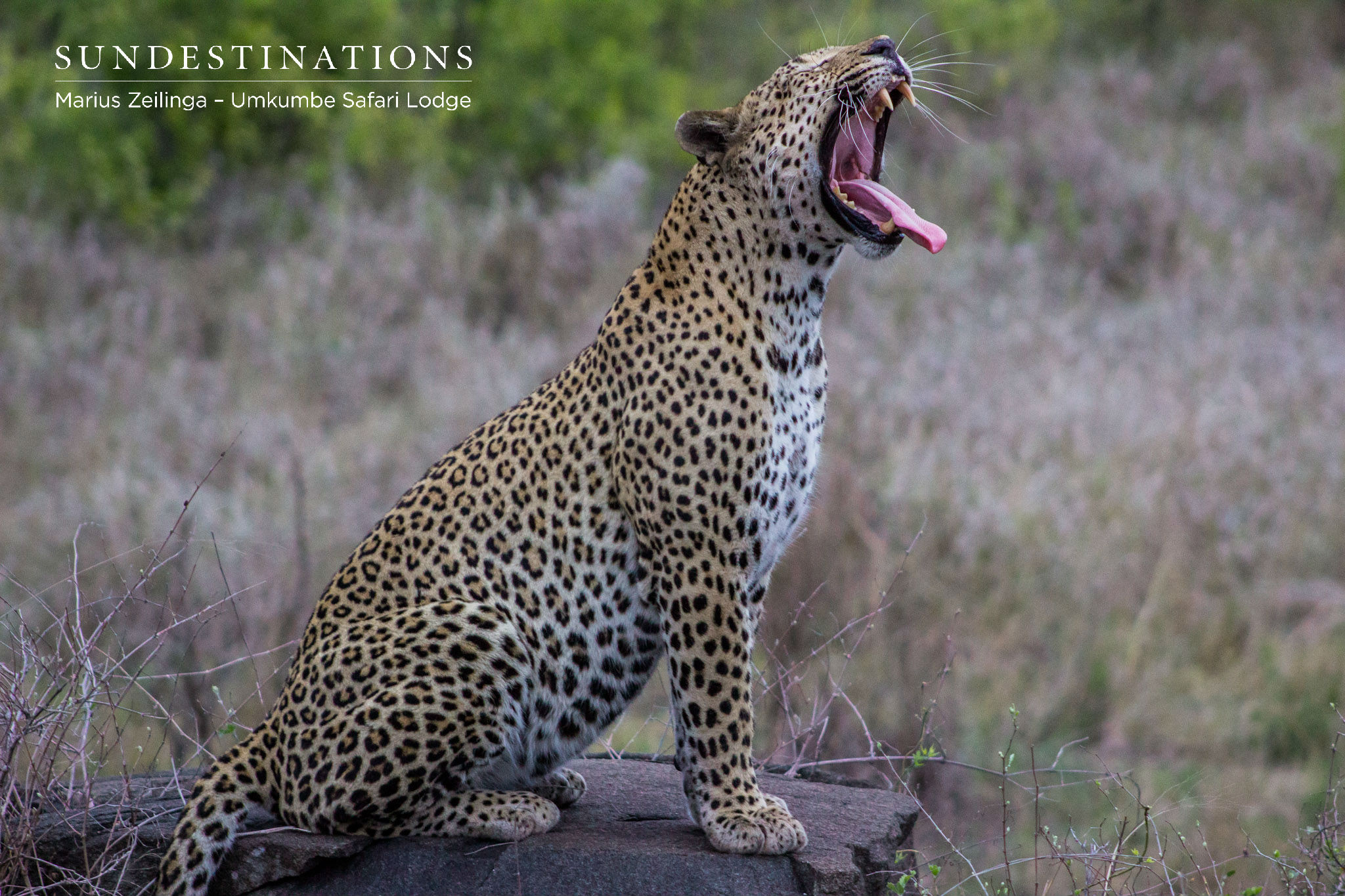 Mxabene Leopard