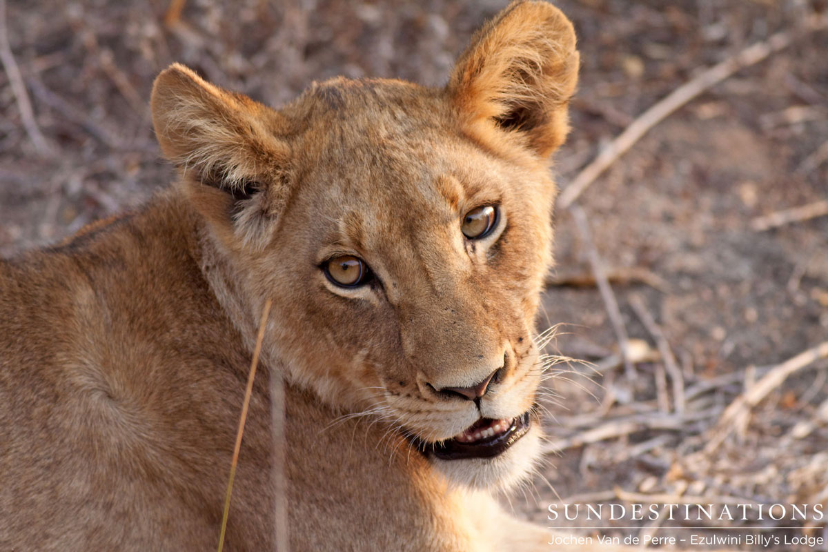 Lion Cub - Olifants West