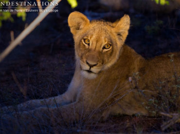 Staying at the Ezulwini Game Lodges certainly has its perks in terms of game viewing. Getting up close to the big cats of the Balule Nature Reserve is one of these perks. Rangers possess the knowledge and skills to follow lion prides closely; and are pretty talented when it comes to tracking large predators. They […]