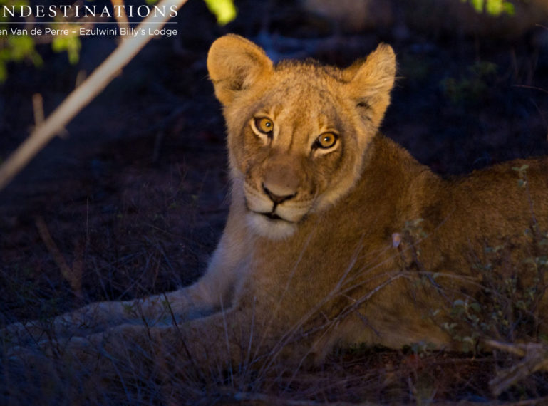 Ezulwini Game Vehicle Gets Close to a Lion Pride