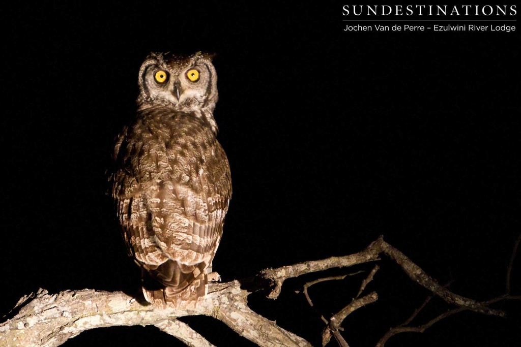 Spotted eagle owl by night